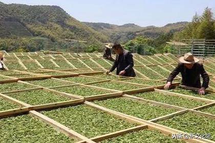 珍稀白茶和安吉白茶区别在哪