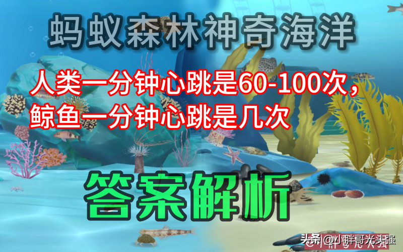 人类一分钟心跳60-100次，鲸鱼一分钟心跳几次？