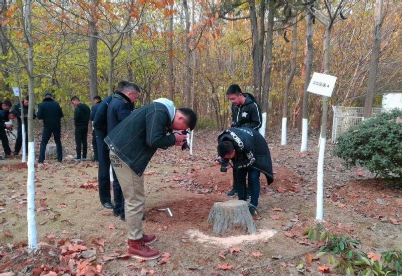 2600岁“古楠木王”被盗割