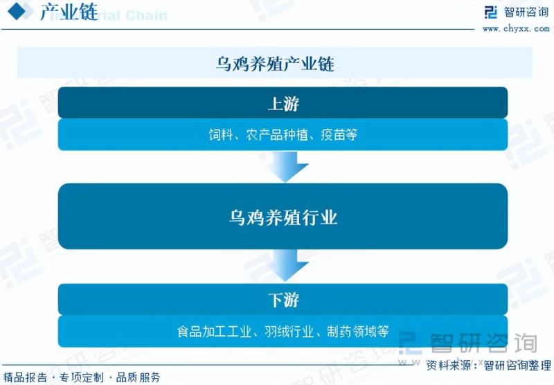 2023年乌鸡养殖行业市场分析报告