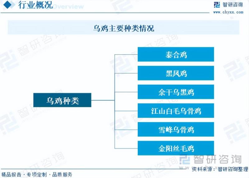 2023年乌鸡养殖行业市场分析报告